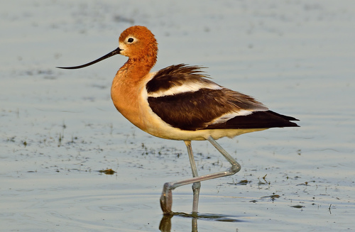 Image of American Avocet