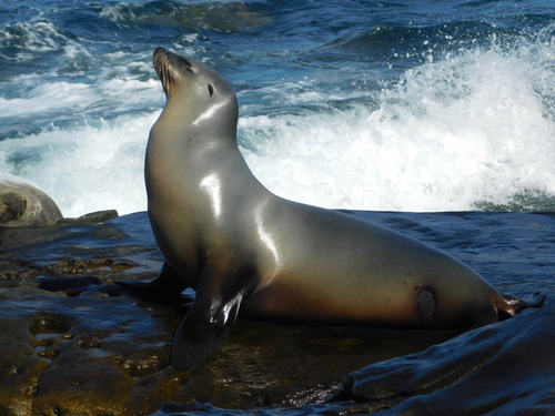 Image of California Sea Lion