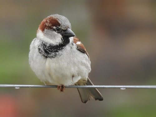 Image of House Sparrow