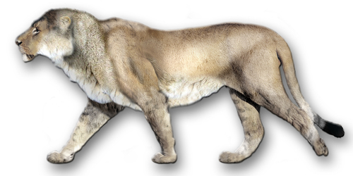 Image of American Lion