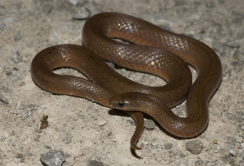 Image of Smooth Earth Snake