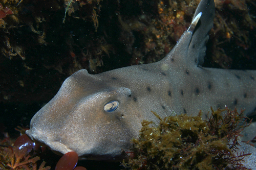 Image of Horn Shark