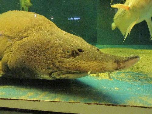 Image of Kaluga sturgeon