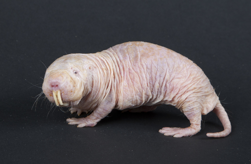 Image of Naked Mole-Rat