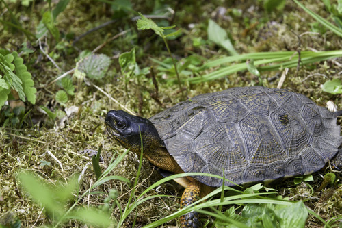 Image of Wood Turtle