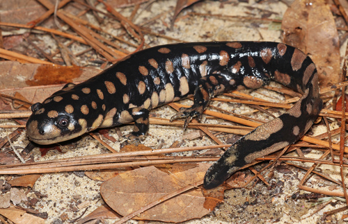 Image of Tiger Salamander