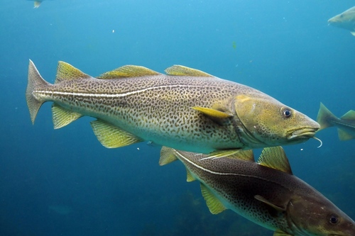 Image of Atlantic Cod