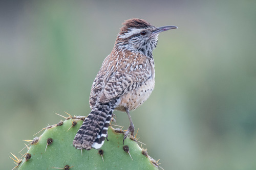 Image of Cactus Wren