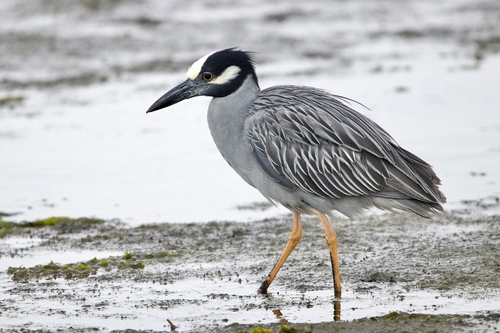 Image of Yellow-crowned Night Heron