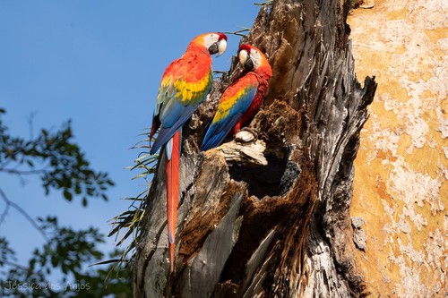 Image of Scarlet Macaw