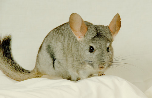 Image of Long-tailed Chinchilla