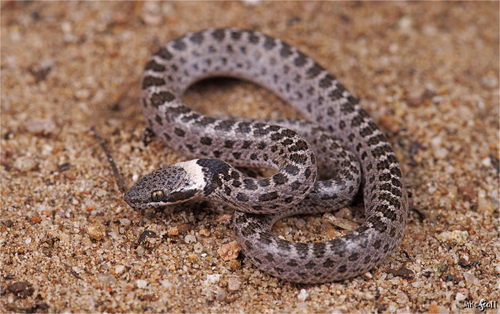 Image of Night Snake