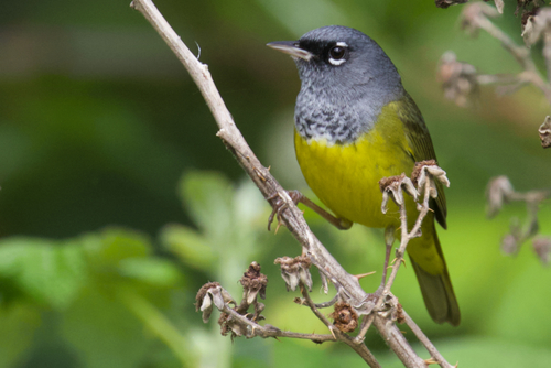 Image of MacGillivray's Warbler