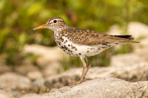 Image of Spotted Sandpiper