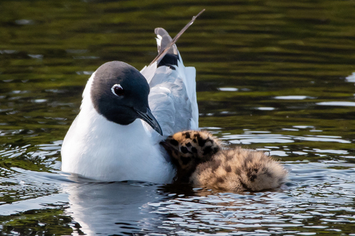 Image of Bonaparte's Gull