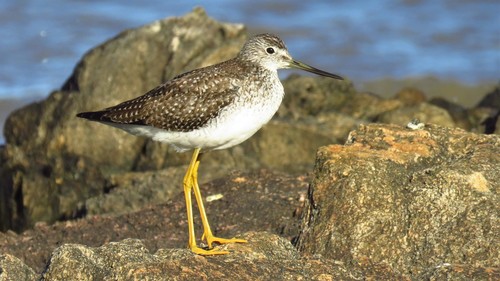 Image of Greater Yellowlegs