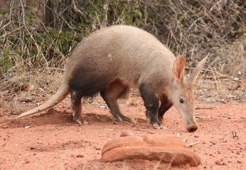 Image of Aardvark