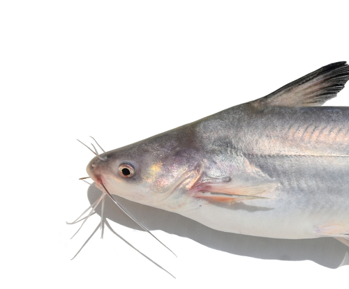 Image of Blue Catfish