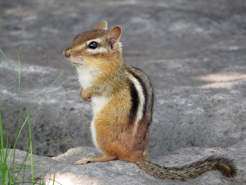 Image of Eastern Chipmunk