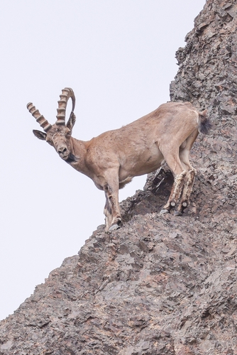 Image of Siberian Ibex