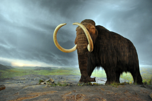 Image of Woolly Mammoth