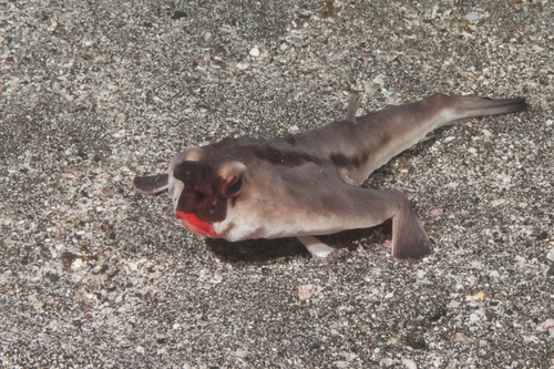 Image of Red-lipped Batfish