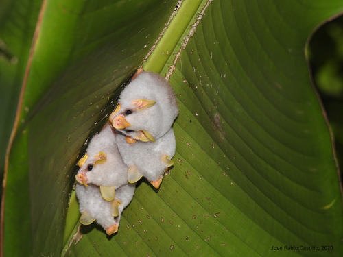 Image of Honduran white bat