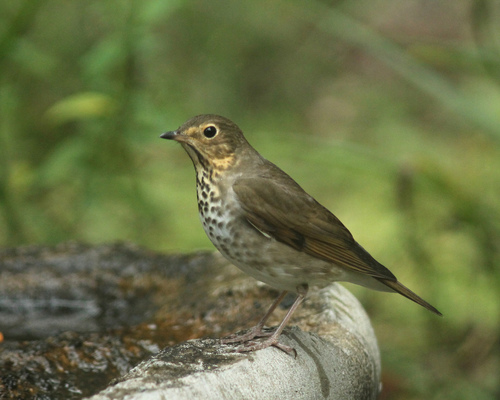 Image of Swainson's Thrush