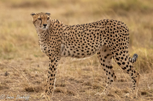 Image of Cheetah