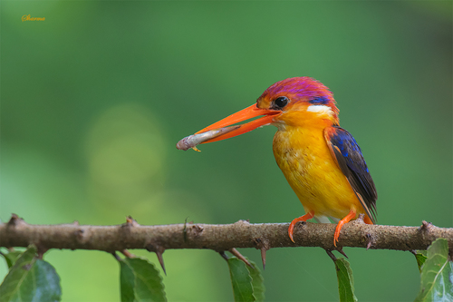 Image of Oriental Dwarf Kingfisher