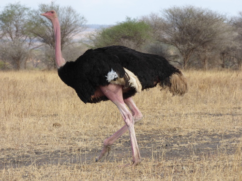 Image of Ostrich