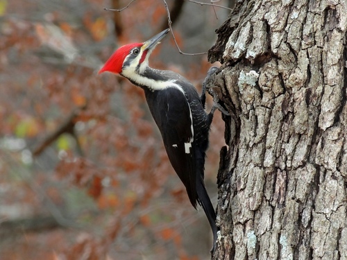 Image of Pileated Woodpecker