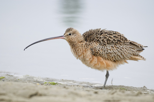 Image of Long-billed Curlew