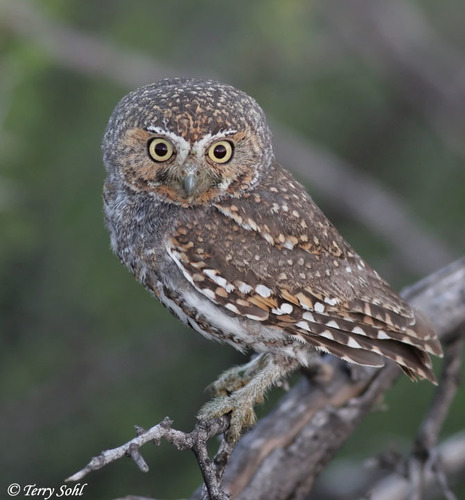 Image of Elf Owl