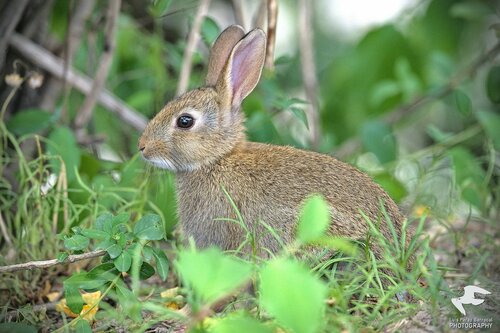 Image of European rabbit