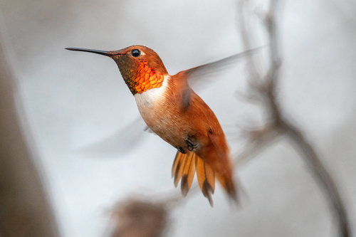 Image of Rufous Hummingbird