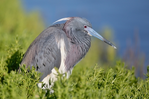 Image of Tricolored Heron