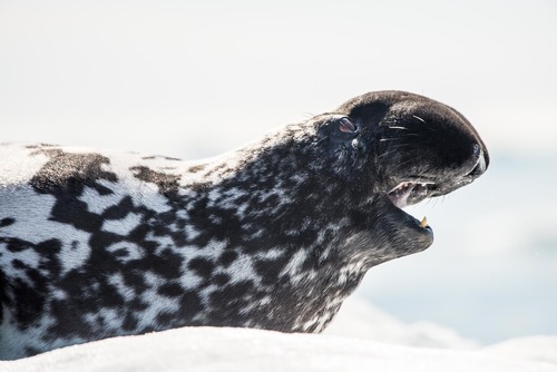 Image of Hooded Seal