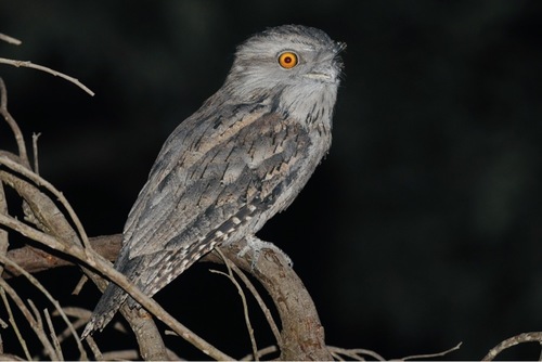 Image of Tawny Frogmouth