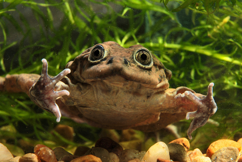 Image of Lake Titicaca Frog