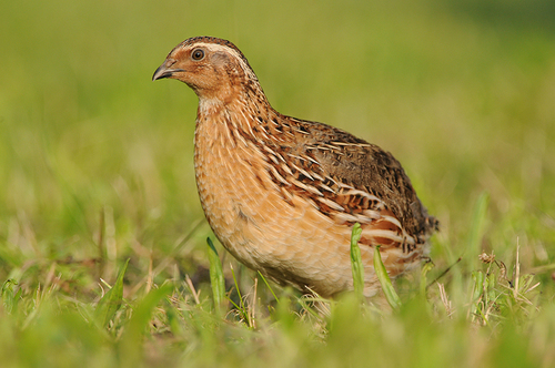 Image of Common Quail