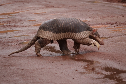 Image of Giant Armadillo