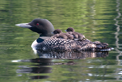 Image of Common Loon