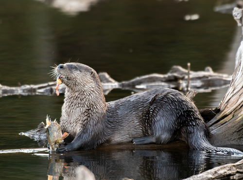 Image of North American River Otter