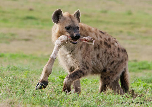 Image of Spotted Hyena