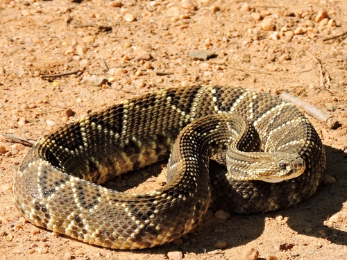 Image of South American Rattlesnake