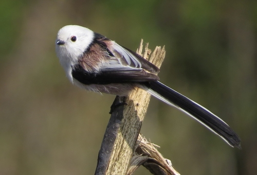 Image of Long-tailed Tit