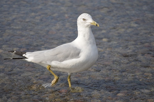 Image of Ring-billed Gull