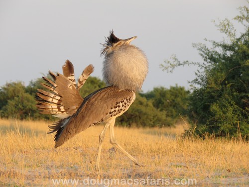 Image of Kori Bustard