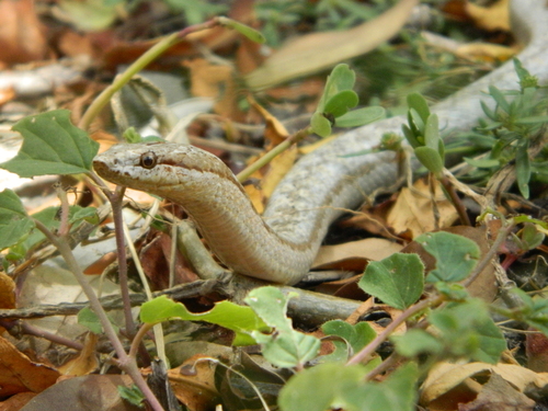 Image of Antiguan Racer